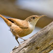 Canyon Wren
